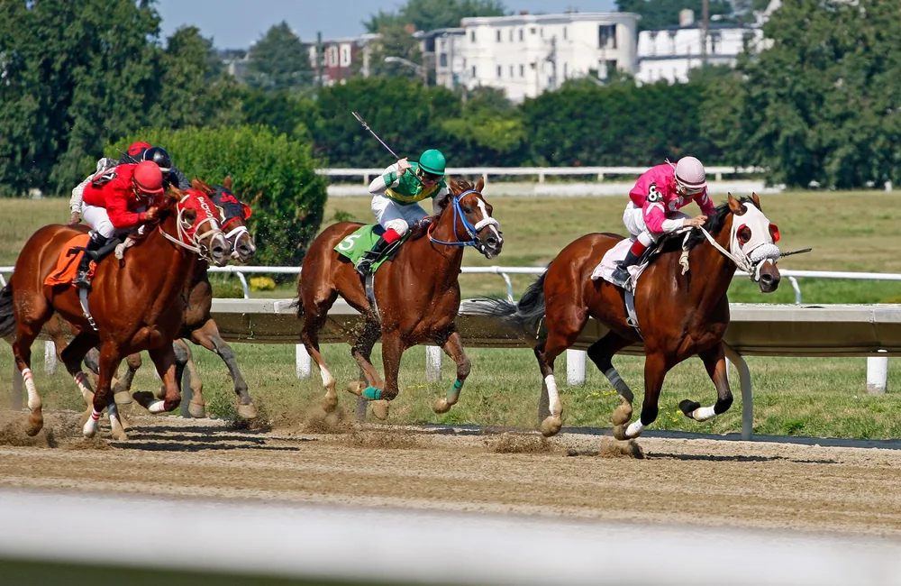 Thoroughbreds at the finish line of an Australian race meeting priced at fixed odds